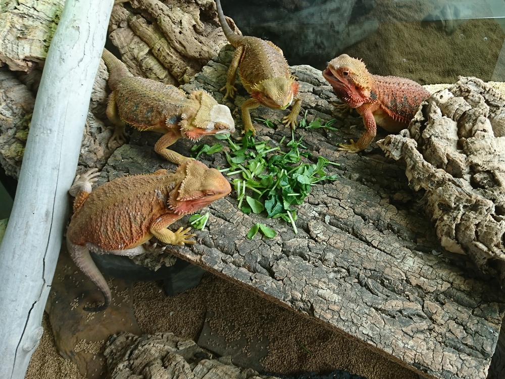 トカゲ恐竜
