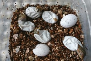 フトアゴヒゲトカゲ　卵