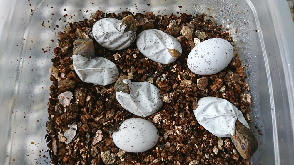 フトアゴヒゲトカゲ　卵