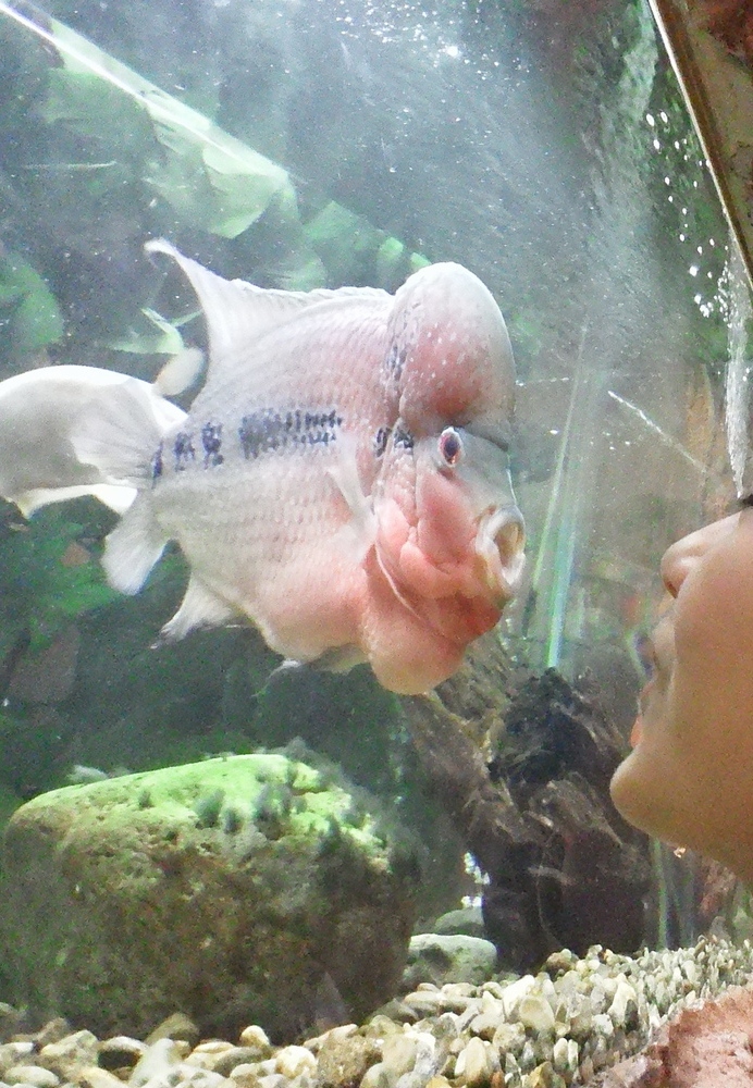 魚とキス