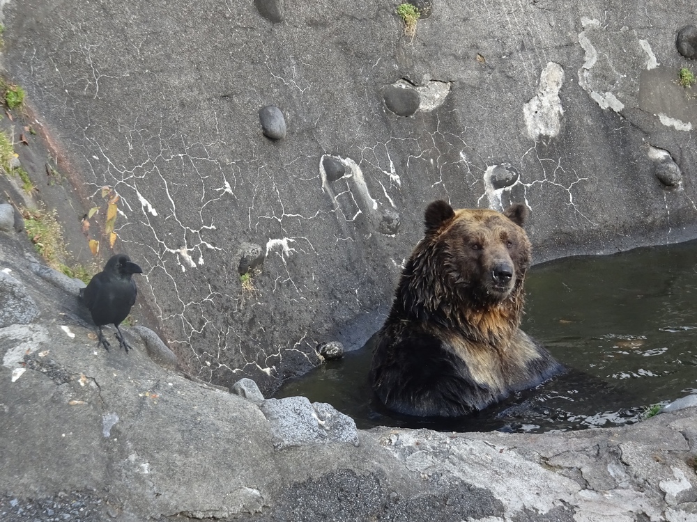 熊お風呂