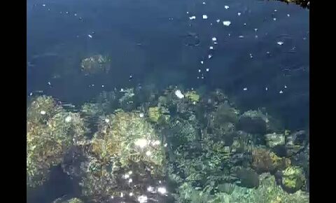 海の動画